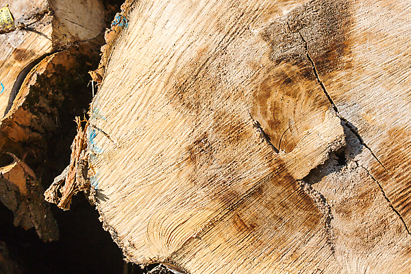 포토 JPG 해외이미지 나무 산업 종이 패턴 공장 자연 불 벽돌 사람없음 목재 치료 쌓기 에너지 시골 반지 소나무 뜨거움 원형 막대기 널 주식 숲 장작 자르기 벽난로 날것 수납 자원 잡동사니 흙더미 다리찢기 내추럴 벌목 수목 화상 해외202004 해외포토 자연요소 도형 식물 무늬 재료 장신구 공업 의학 모션 금융 흙 상처 생태계 파일형식 더미 이미지허브