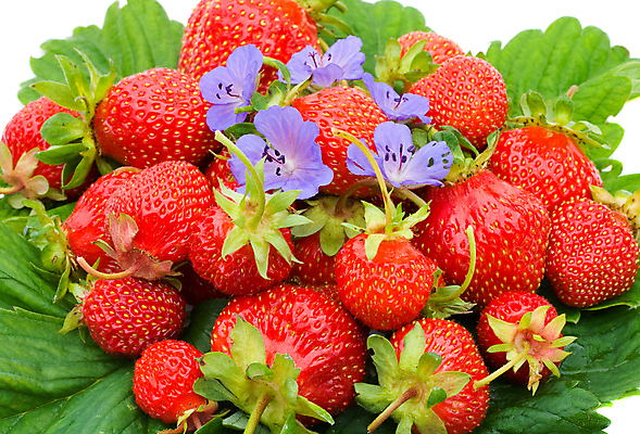 포토 JPG 해외이미지 라이프스타일 열매 꽃 음식 백그라운드 잎 과일 자연 딸기 디저트 건강 사람없음 빨간색 파란색 활발 흰색 신선 그룹 달콤 먹기 날것 고립 숙성 해외202004 해외포토 식물 컬러 컨셉 모션 생활 맛 생태계 파일형식 이미지허브