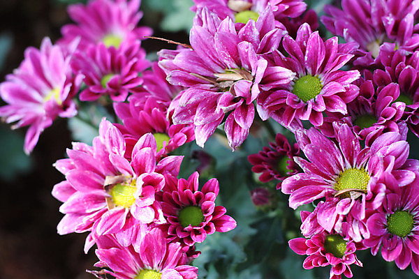 포토 JPG 해외이미지 식물 공원 꽃잎 꽃 줄기 분홍색 꽃다발 백그라운드 자연 국화 사람없음 야외 빨간색 컬러풀 머리 정원 봄 활발 성장 개화 스페인 싱글 원예 데이지 거베라 마드리드 스페인어 해외202004 해외포토 계절 공공시설 유럽 컬러 컨셉 취미 신체부위 생태계 파일형식 이미지허브