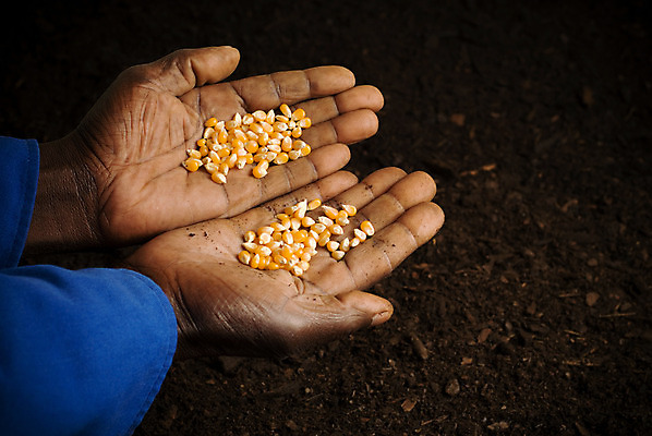 포토 JPG 해외이미지 식물 손 계절 지구 농업 자연 손바닥 씨앗 사람없음 야외 여름 환경 흙 봄 성장 잡기 업무 농부 밀 시작 원예 먼지 돌봄 공급 많음 해외202004 해외포토 직업 산업 컨셉 모션 곡류 취미 신체부위 작업 생태계 파일형식 이미지허브