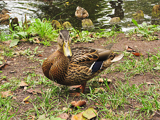포토 JPG 해외이미지 호수 야생동물 자연 조류 오리 사람없음 연못 숲 물새 생태학 해외202004 해외포토 동물 교육 생태계 파일형식 이미지허브