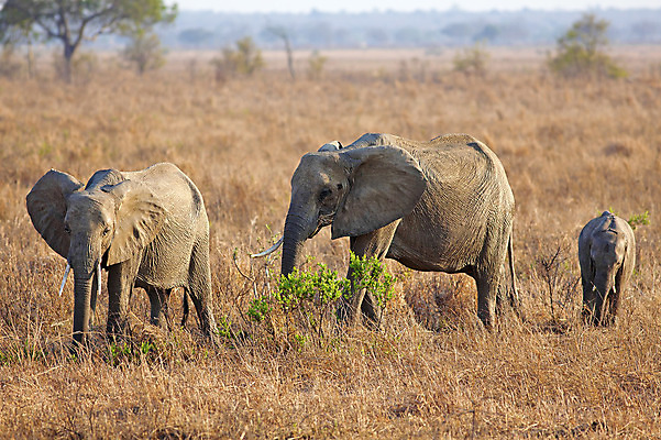 포토 JPG 해외이미지 동물 야생동물 여행 포유류 자연 휴가 코끼리 건조 국립공원 사람없음 야외 환경 산책 사막 큼 사파리 귀 사바나 웅장함 탄자니아 해외202004 해외포토 공원 아프리카 휴식 신체부위 크기 생태계 파일형식 이미지허브