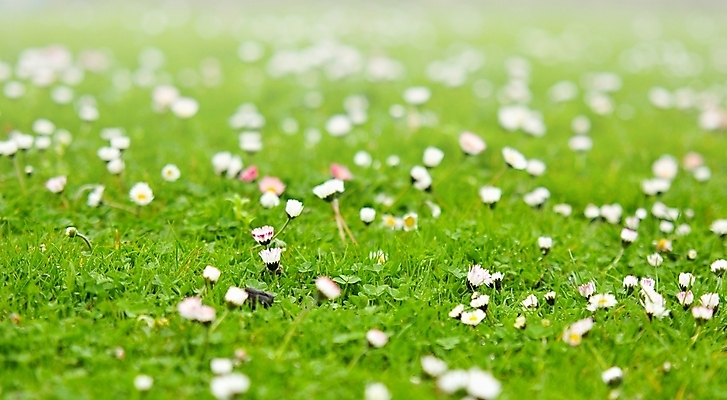 포토 JPG 해외이미지 식물 계절 꽃 꽃무늬 밭 자연 잔디 사람없음 초록색 햇빛 태양 정원 맑음 봄 성장 벚꽃 흰색 데이지 장면 해외202004 해외포토 자연요소 컬러 무늬 농업 날씨 생태계 파일형식 이미지허브