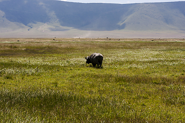 포토 JPG 해외이미지 식물 1 야생동물 포유류 아프리카 사람없음 초록색 갈색 회색 황무지 큼 코뿔소 동물상 탄자니아 해외202004 해외포토 동물 나라 컬러 조형물 크기 파일형식 이미지허브