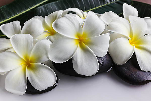 포토 JPG 해외이미지 꽃잎 꽃 잎 자연 휴식 사람없음 장식 초록색 물 노란색 우주 스파 화목 공백 조약돌 바위 흰색 꽃가루 부드러움 지역 가벼움 몽환 해외202004 해외포토 자연요소 식물 컬러 컨셉 돌_바위 감각 무게 가루 생태계 파일형식 이미지허브