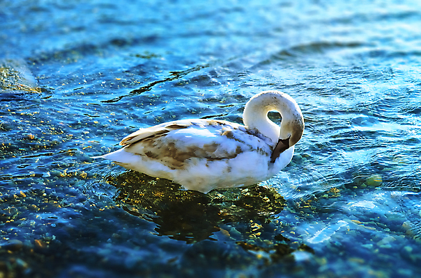 포토 JPG 해외이미지 동물 호수 음료 야생동물 바다 날개 조류 표면 아침 사람없음 물 파란색 강 반사 머리 평화 일출 화목 자유 안개 흰색 연못 우아함 순수 깃털 부리 백조 장면 지역 목 계산서 동물상 수유 해외202004 해외포토 주간 자연요소 컬러 컨셉 날씨 신체부위 조형물 노을 파일형식 이미지허브