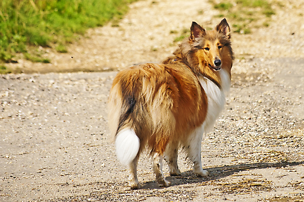 포토 JPG 해외이미지 동물 응시 백그라운드 밭 포유류 털 사탕 서기 사람없음 빨간색 반려동물 갈색 머리카락 양치기 닫기 개 강아지 문학 송곳니 유래 스코틀랜드 순종 해외202004 해외포토 직업 시선 컬러 농업 모션 디저트 영국 머리 치아 왕 파일형식 이미지허브