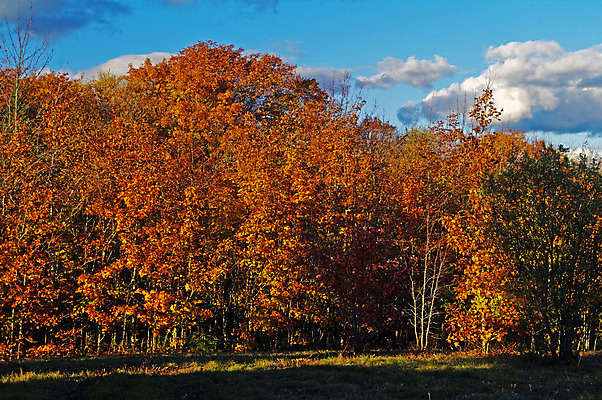 포토 JPG 해외이미지 나무 계절 백그라운드 단풍 잎 오렌지 자연 사람없음 빨간색 초록색 컬러풀 노란색 가을 나뭇가지 시골 숲 10월 해외202004 해외포토 식물 컬러 과일 날짜 생태계 파일형식 이미지허브