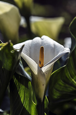 포토 JPG 해외이미지 식물 실루엣 꽃다발 잎 꽃무늬 자연 날씨 휴식 그림자 선물 사랑 사람없음 햇빛 노란색 새싹 정원 화목 힘 봄 활발 에너지 성장 흰색 시골 인사 달콤 향수 향기 냄새 꽃가루 부드러움 고립 돌봄 해외202004 해외포토 계절 꽃 감정 컬러 컨셉 무늬 모션 촬영기법 태양 화장품 예절 감각 맛 가루 생태계 파일형식 이미지허브
