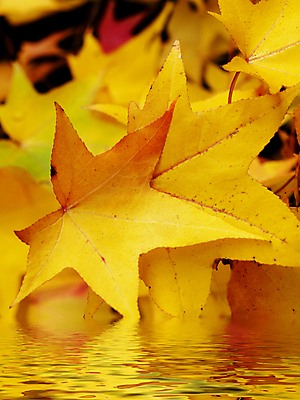 포토 JPG 해외이미지 나무 식물 호수 잎 자연 사람없음 야외 물 강 반사 노란색 환경 성장 가을 나뭇가지 액체 잔물결 해외202004 해외포토 자연요소 계절 물결 컬러 생태계 파일형식 이미지허브