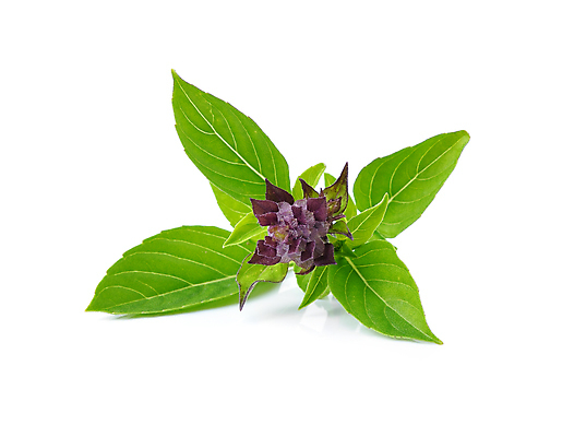 포토 JPG 해외이미지 식물 1 음식 줄기 백그라운드 잎 채소 재료 자연 건강 사람없음 초록색 약 흰색 맛 허브 향신료 날것 향 바질 고립 채식주의자 해외202004 해외포토 컬러 컨셉 의학 생태계 채식 향미료 파일형식 이미지허브