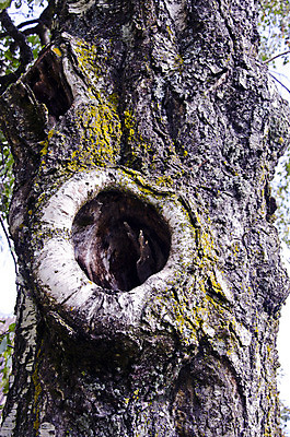 포토 JPG 해외이미지 나무 식물 공원 백그라운드 자연 사람없음 구멍 숲 묘사 질감 내추럴 옛날 해외202004 해외포토 공공시설 생태계 파일형식 이미지허브