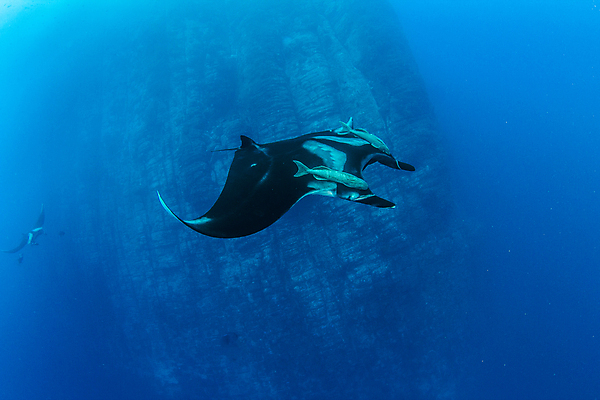 포토 JPG 해외이미지 동물 야생동물 바다 여행 백그라운드 자연 멕시코 어류 사람없음 야외 물 여름 파란색 바닷속 수중 광선 산호 깊이 해외202004 해외포토 자연요소 계절 컬러 북아메리카 수중동물 자포동물 생태계 파일형식 이미지허브