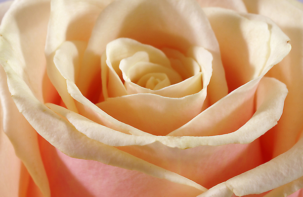 포토 JPG 해외이미지 식물 꽃잎 꽃 분홍색 백그라운드 자연 추상 발렌타인데이 선물 사랑 사람없음 야외 장미 봄 벚꽃 닫기 묘사 원예 질감 부드러움 블러 해외202004 해외포토 계절 감정 컬러 무늬 모션 데이이벤트 취미 감각 생태계 파일형식 이미지허브