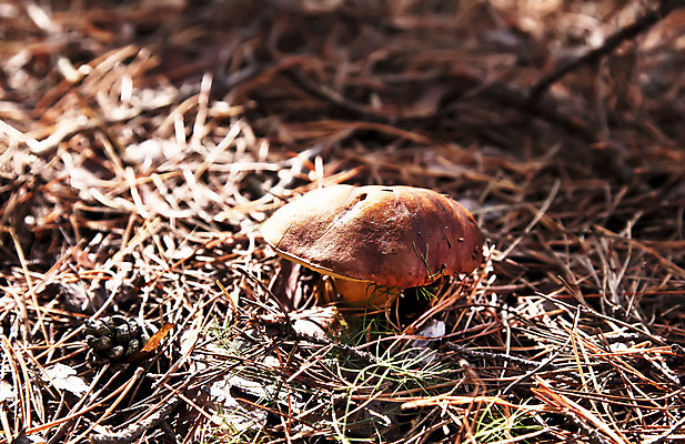 포토 JPG 해외이미지 식물 계절 음식 잎 자연 표면 생물 건강 이끼 사람없음 야외 목재 빨간색 빛 갈색 어둠 버섯 성장 가을 시골 숲 작음 그늘 오브젝트 내추럴 곰팡이 그물버섯 캡모자 세련 해외202004 해외포토 나무 모자_잡화 컬러 재료 크기 생태계 파일형식 이미지허브