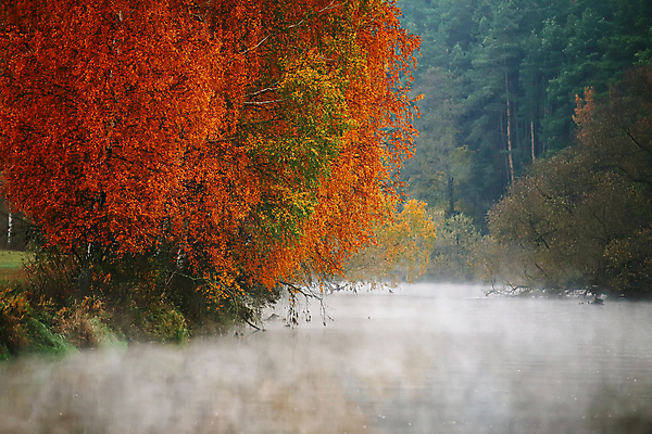 포토 JPG 해외이미지 나무 계절 공원 유럽 호수 여행 백그라운드 잎 오렌지 자연 하늘 아침 풍경 사람없음 야외 목재 빨간색 초록색 물 강 컬러풀 반사 노란색 환경 안개 가을 나뭇가지 개울 숲 11월 자작나무 10월 내추럴 벨로루시 해외202004 해외포토 주간 자연요소 식물 공공시설 나라 컬러 과일 재료 날씨 날짜 생태계 파일형식 이미지허브