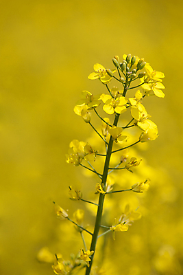 포토 JPG 해외이미지 식물 백그라운드 밭 하늘 씨앗 풍경 사람없음 초록색 파란색 연료 해외202004 해외포토 컬러 농업 파일형식 이미지허브