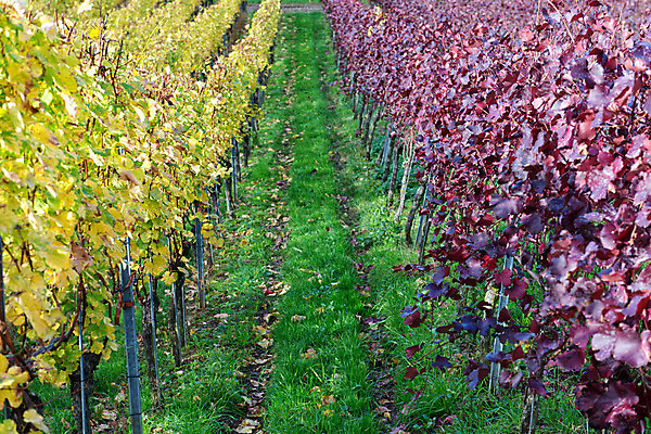 포토 JPG 해외이미지 계절 백그라운드 잎 겨울 농업 오렌지 자연 하늘 산 풍경 사람없음 빨간색 파란색 햇빛 농장 노란색 일출 와인 가을 나뭇가지 시골 황금 저녁 언덕 포도밭 포도나무 남아프리카 선로 산맥 해외202004 해외포토 나무 식물 산업 컬러 밭 과일 아프리카 주류 태양 노을 야간 과일나무 생태계 파일형식 이미지허브