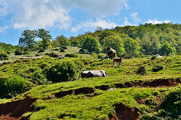 포토 JPG 해외이미지 동물 밭 포유류 자연 산 풍경 사람없음 야외 초록색 여름 농장 농경지 환경 가축 이탈리아 시골 그룹 소 군중 숲 방목 언덕 황소 송아지 산악지대 밭일 생태학 수유 찰과상 반추동물 해외202004 해외포토 계절 교육 유럽 새끼 컬러 농업 사람 축산업 상처 생태계 파일형식 이미지허브