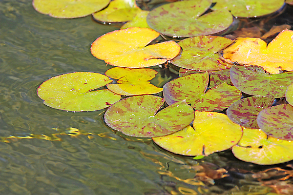 포토 JPG 해외이미지 식물 공원 꽃잎 꽃 호수 잎 꽃무늬 자연 표면 사랑 사람없음 야외 초록색 물 반사 정원 젖음 벚꽃 연못 개화 원예 내추럴 웅장함 해외202004 해외포토 자연요소 공공시설 감정 컬러 무늬 취미 생태계 파일형식 이미지허브