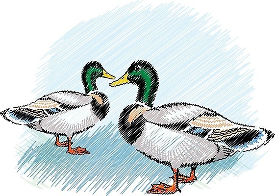 EPS 해외이미지 동물 커플 호수 야생동물 이동 2 날개 일러스트 자연 조류 오리 야외 물 반려동물 농장 가축 흰색 연못 스케치 깃털 부리 목 거위 물새 청둥오리 기르기 동물상 밭일 해외202004 해외일러스트 자연요소 컬러 컨셉 농업 관계 미술 신체부위 조형물 생태계 돌봄 파일형식 벡터 이미지허브