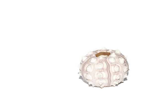 포토 JPG 해외이미지 동물 바다 백그라운드 패턴 자연 골격 사람없음 장식 물 수중 흰색 닫기 내추럴 고립 대칭 이국적 파스텔톤 해외202004 해외포토 자연요소 컬러 무늬 모션 생태계 파일형식 이미지허브