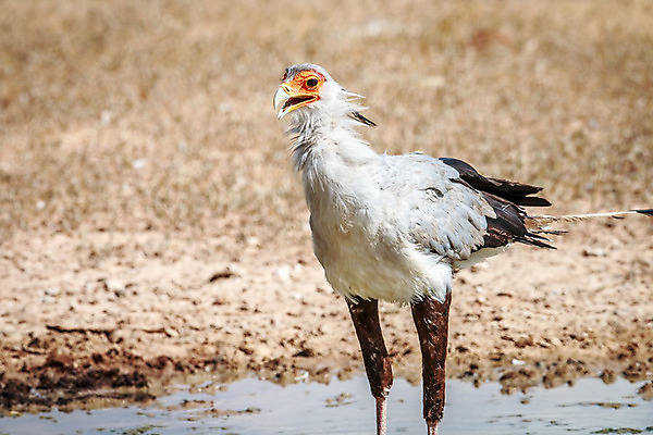 포토 JPG 해외이미지 동물 공원 야생동물 여행 아프리카 자연 조류 종류 풍경 사람없음 야외 컬러풀 보호 먹이 사파리 깃털 부리 육식동물 갈기 비서 멸종 남쪽 내추럴 궁수 남아프리카 동물상 사바나 생태학 이국적 전국 포식 힘찬 해외202004 해외포토 직업 공공시설 교육 나라 컬러 컨셉 조형물 방향 생태계 파일형식 이미지허브
