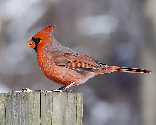 포토 JPG 해외이미지 남자 야생동물 자연 조류 사람없음 야외 빨간색 숲 해외202004 해외포토 동물 컬러 사람 생태계 파일형식 이미지허브