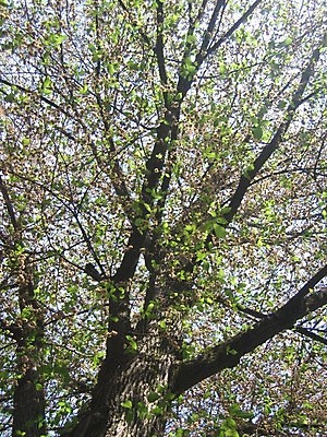 포토 JPG 해외이미지 나무 꽃 잎 사람없음 초록색 여름 봄 게 바위 흰색 하트 아스팔트 나무껍질 해외202004 해외포토 모양 식물 계절 도로 컬러 갑각류 껍질 돌_바위 파일형식 이미지허브