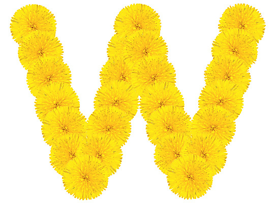 포토 JPG 해외이미지 식물 디자인 알파벳 교육 꽃잎 꽃 꽃다발 꽃무늬 오렌지 텍스트 자연 사람없음 컬러풀 숫자 노란색 머리 정원 봄 벚꽃 개화 메시지 민들레 편지 다발 심볼 향수 사인 냄새 최초 내추럴 고립 초보 많음 해외202004 해외포토 문자 영어 계절 컬러 컨셉 무늬 과일 신체부위 화장품 생태계 파일형식 이미지허브