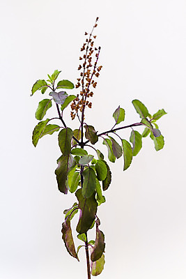 포토 JPG 해외이미지 스튜디오촬영 식물 꽃 잎 과일 건강 사람없음 초록색 보라색 나뭇가지 신선 맛 약초 자주색 허브 흰배경 바질 내추럴 해외202004 해외포토 나무 컬러 백그라운드 컨셉 실내 흰색 풀_식물 파일형식 이미지허브