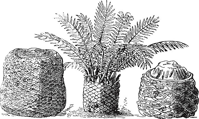 EPS 해외이미지 섬 과학 잎 패턴 일러스트 종류 미술 검은색 수확 골동품 성장 흰색 그림 생물학 화석 진흙 고생물 판화 멸종 옛날 회복 해외202004 해외일러스트 식물 교육 컬러 컨셉 무늬 농업 문화예술 생물 파일형식 벡터 이미지허브