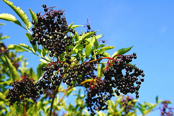 포토 JPG 해외이미지 하늘 사람없음 초록색 검은색 나뭇가지 숙성 해외202004 해외포토 나무 컬러 파일형식 이미지허브