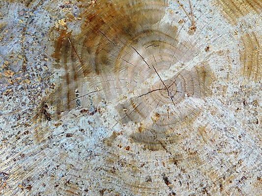 포토 JPG 해외이미지 디자인 벽 백그라운드 패턴 자연 벽지 탁자 표면 날씨 추상 바닥 사람없음 목재 장식 수확 골동품 시골 판넬 거친 닫기 널 낟알 유기농 질감 복고 목공예 잡동사니 내추럴 구식 그런지 수목 옛날 카피스페이스 디테일 해외202004 해외포토 나무 웰빙 가구 무늬 농업 재료 모션 공백 공예 생태계 파일형식 이미지허브