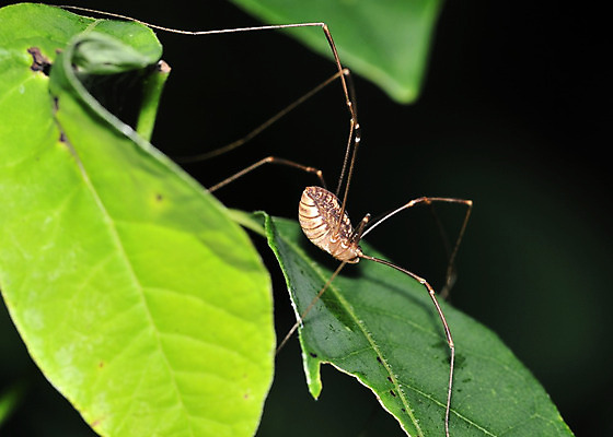 포토 JPG 해외이미지 야생동물 곤충 자연 사람없음 벌레 거미 해외202004 해외포토 동물 생태계 파일형식 이미지허브