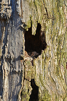 포토 JPG 해외이미지 나무 동물 공원 백그라운드 잎 자연 벽지 조류 주택 사람없음 야외 목재 갈색 우주 검은색 원형 구멍 거친 둥지 숲 유기농 질감 매듭 나무껍질 내추럴 옛날 해외202004 해외포토 도형 식물 웰빙 공공시설 컬러 재료 건물 껍질 생태계 파일형식 이미지허브