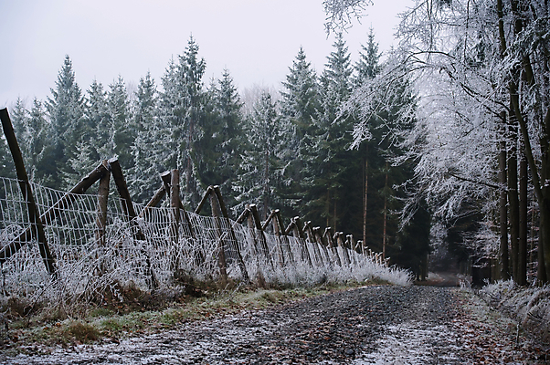 포토 JPG 해외이미지 나무 계절 공원 도로 길 여행 백그라운드 크리스마스 겨울 자연 하늘 날씨 산 풍경 사람없음 야외 목재 빛 환경 냉동 얼음 침묵 추위 안개 흰색 나뭇가지 시골 소나무 황무지 숲 시원함 서리 장면 눈보라 내추럴 폭설 눈내림 해외202004 해외포토 자연요소 식물 공공시설 기념일 컬러 재료 교통시설 눈_날씨 소리 자연재해 생태계 파일형식 이미지허브