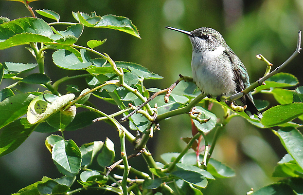 포토 JPG 해외이미지 야생동물 조류 나뭇잎 사람없음 아웃포커스 작음 벌새 해외202004 해외포토 동물 잎 촬영기법 크기 파일형식 이미지허브