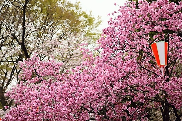 포토 JPG 해외이미지 나무 식물 계절 공원 꽃잎 꽃 아시아 분홍색 백그라운드 꽃무늬 자연 사람없음 야외 가로 정원 일본 봄 성장 벚꽃 나뭇가지 등불 신선 개화 체리 도쿄 4월 질감 보케 자연백그라운드 블러 그리너리 해외202004 해외포토 공공시설 나라 컬러 무늬 과일 조명 날짜 생태계 파일형식 트랜드컬러 이미지허브