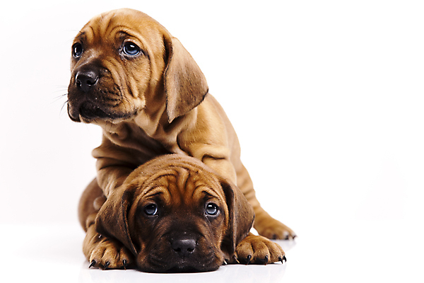 포토 JPG 해외이미지 반려견 새끼 엎드리기 두마리 실내 사람없음 반려동물 귀여움 강아지 닥스훈트 흰배경 해외202004 해외포토 동물 백그라운드 컨셉 2 모션 내부 흰색 개 파일형식 이미지허브