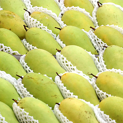 포토 JPG 해외이미지 음식 백그라운드 농업 다이어트 채소 과일 태국 건강 동양인 사람없음 초록색 농장 노란색 주스 껍질 신선 시장 달콤 맛 먹기 날것 망고 식료품점 채식주의자 억울 해외202004 해외포토 감정 산업 아시아 음료 컬러 컨셉 모션 인종 상점 열대과일 채식 파일형식 이미지허브