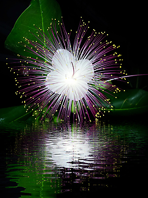 포토 JPG 해외이미지 식물 꽃잎 꽃 줄기 분홍색 자연 사람없음 장식 빨간색 보라색 검은색 봄 활발 나뭇가지 신선 개화 난초 우아함 자주색 오브젝트 싱글 호접란 고립 해외202004 해외포토 나무 계절 컬러 컨셉 생태계 파일형식 이미지허브