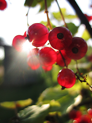 포토 JPG 해외이미지 잎 사람없음 초록색 태양 광선 해외202004 해외포토 자연요소 식물 컬러 파일형식 이미지허브