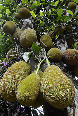 포토 JPG 해외이미지 아시아 과일 태국 자연 사람없음 동남아시아 해외202004 해외포토 나라 생태계 파일형식 이미지허브