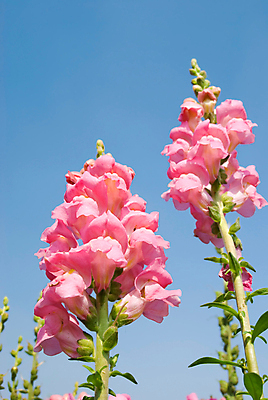 포토 JPG 해외이미지 식물 계절 꽃잎 꽃 분홍색 백그라운드 잎 꽃무늬 밭 농업 자연 하늘 풍경 사람없음 야외 초록색 파란색 컬러풀 농장 정원 맑음 침묵 봄 벚꽃 시골 신선 허브 데이지 향기 꽃가루 내추럴 캐모마일 평야 해외202004 해외포토 산업 컬러 무늬 날씨 소리 가루 생태계 냄새 파일형식 이미지허브