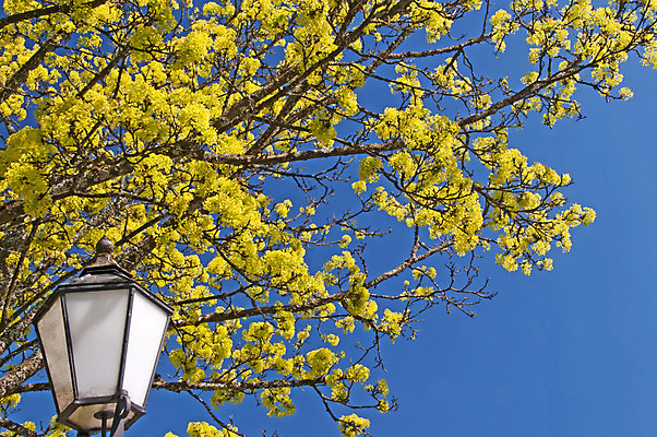 포토 JPG 해외이미지 나무 식물 계절 공원 꽃 야생동물 단풍 잎 자연 왕관 노르웨이 잔디 사람없음 야외 노란색 봄 벚꽃 가을 시골 등불 도시 숲 그림 해외202004 해외포토 동물 공공시설 유럽 컬러 조명 생태계 파일형식 이미지허브