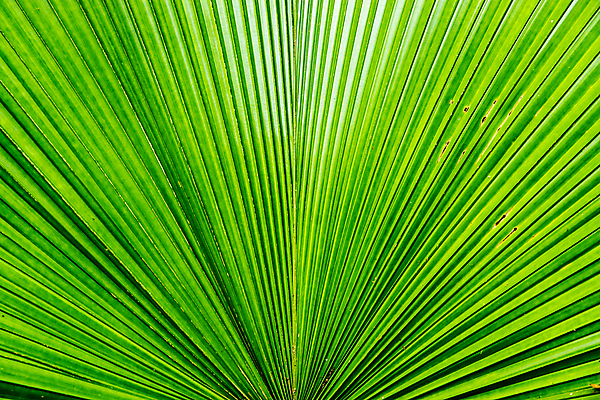 포토 JPG 해외이미지 나무 식물 꽃 백그라운드 잎 손바닥 씨앗 사람없음 초록색 여름 컬러풀 노란색 정원 흰색 나뭇가지 숲 꽃가루 강렬 해외202004 해외포토 손 계절 컬러 가루 파일형식 이미지허브