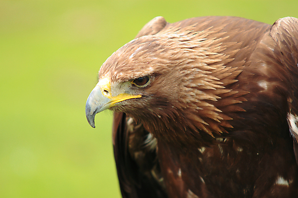 포토 JPG 해외이미지 동물 야생동물 자연 조류 생물 종류 사람없음 야외 가로 머리 스페인 깃털 묘사 생물학 독수리 육식동물 사냥꾼 내추럴 동물상 스페인어 절정 해외202004 해외포토 직업 교육 유럽 신체부위 조형물 생태계 파일형식 이미지허브