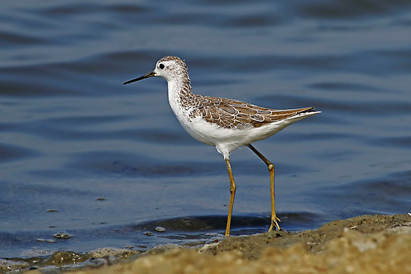 포토 JPG 해외이미지 동물 여자 남자 아시아 얼굴 야생동물 바다 백그라운드 날개 태국 자연 조류 사람없음 야외 가로 컬러풀 머리 환경 닫기 습지 깃털 꼬리 부리 소금 서식지 생태학 해외202004 해외포토 교육 나라 컬러 모션 사람 신체부위 생태계 파일형식 이미지허브