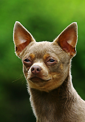 포토 JPG 해외이미지 동물 1 응시 생각 포유류 수염 털 사람 앉기 사람없음 반려동물 갈색 머리 카메라 믿음 우정 듣기 흰색 기다림 유머 개 강아지 작음 질문 눈썹 호기심 오르기 귀 치와와 송곳니 고립 신앙심 캐리커처 해외202004 해외포토 시선 감정 얼굴 컬러 컨셉 모션 신체부위 친구 전자제품 치아 크기 그림 파일형식 이미지허브